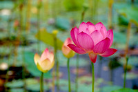 Lotus in dream