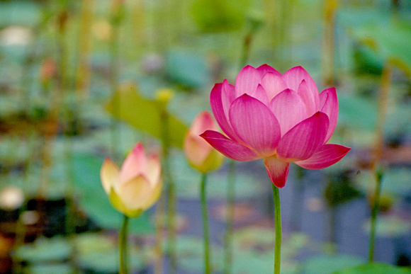 Lotus in dream