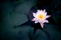 Lotus in contrast